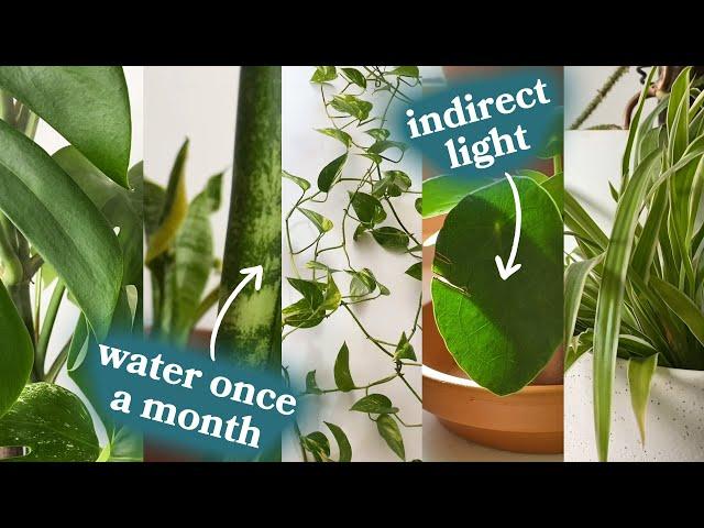 The 5 Best Houseplants For Beginners