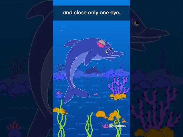 Dolphins are always conscious while sleeping | Interesting Facts | Embibe