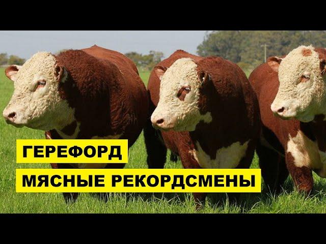 Порода крс Герефорд плюсы, минусы, особенности | Герефорд бычки | Герефорды