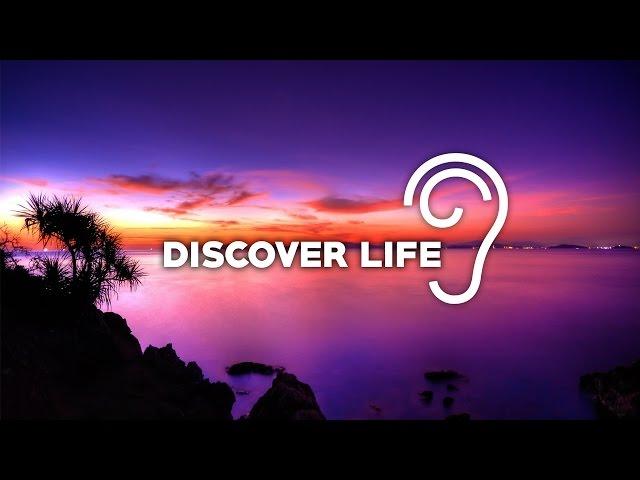 Uppermost - Discover Life