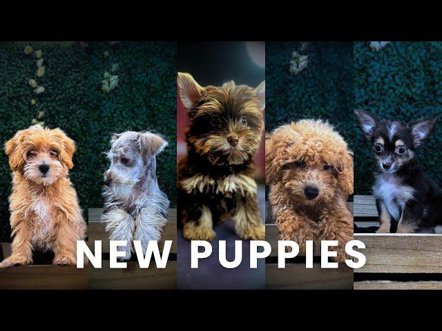 If you want a new puppy, watch THIS!