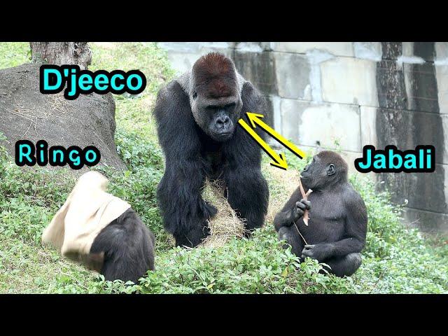 Funny gorilla D’jeeco family in the morning,cute Jabali,Ringo,Tayari金剛猩猩Tayari坐洞上方躲迪亞哥Ringo快跑盪上棲架,拍胸