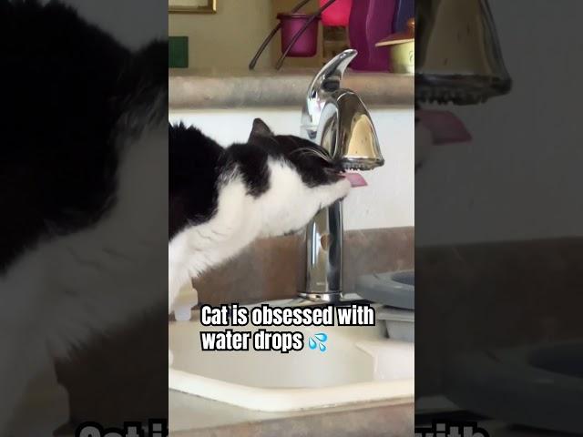 Why Cats Are Obsessed With Water Droplets