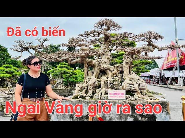 Ngai Vàng Đất Việt đã trở thành hiện tượng cộng đồng mạng của phan hâm mộ