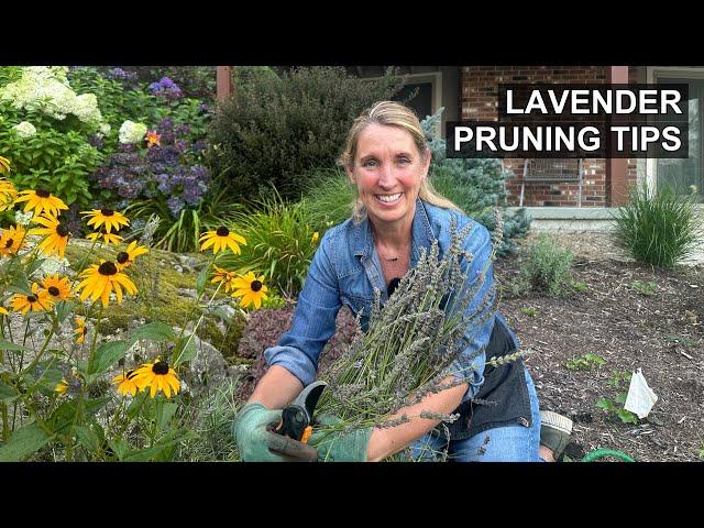 How to Prune Lavender ️