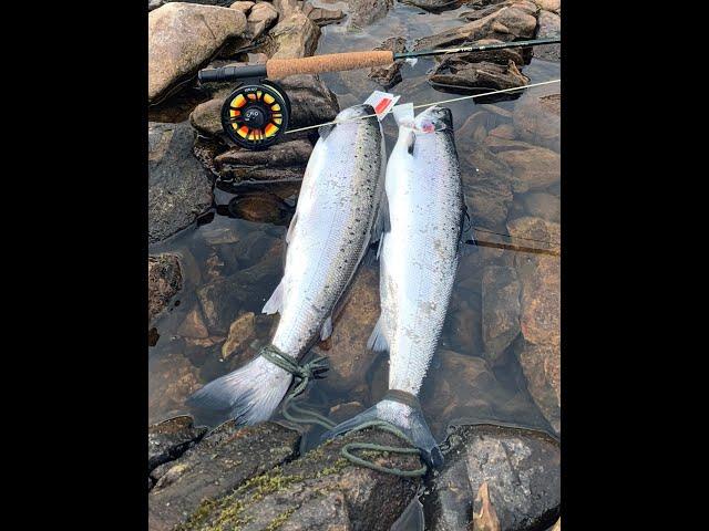 Atlantic Salmon Fishing Newfoundland - 2021