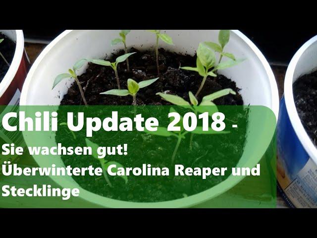 Chili Update 2018: Jungpflanzen, Überwinterte Chilis und Stecklinge