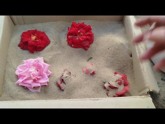 How to Dry Flowers Without Silica Gel. Cheap Easy Way to Preserve Flowers