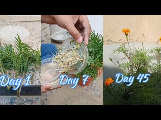 How To Grow Marigold From Cutting At Home