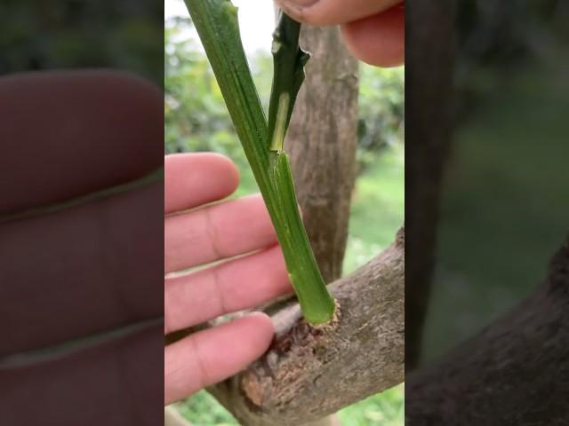 grafting lemon branches onto young grapefruit shoots