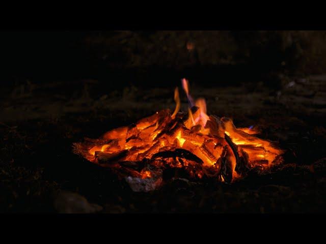 ASMR Sleep-Inducing Bonfire Sounds, Grass Insect Sounds, Cricket Sounds, White Noise for 8Hours