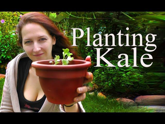 Kale: Plating Seeds the Basics -Grow a Beautiful Garden with Scarlett