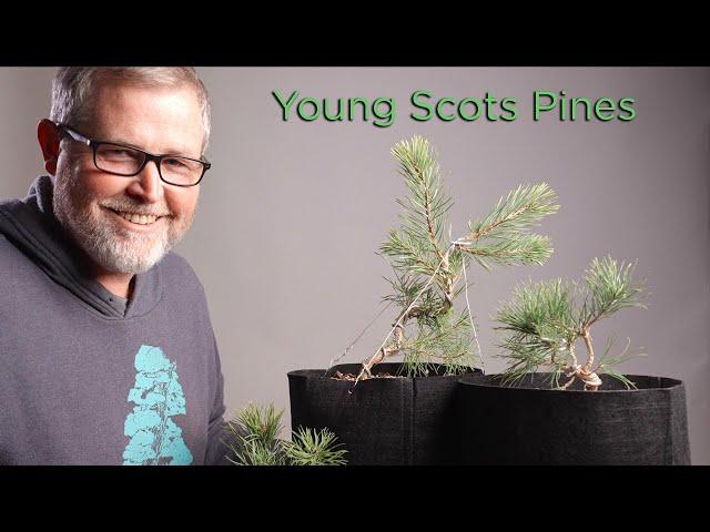 Bonsaify | Get Growing with Great Scots Pines!