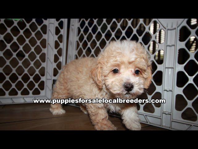 Poodle, Yorkie, Shih Poo, Schnauzer, Puppies For Sale, Atlanta, Georgia Local Breeders