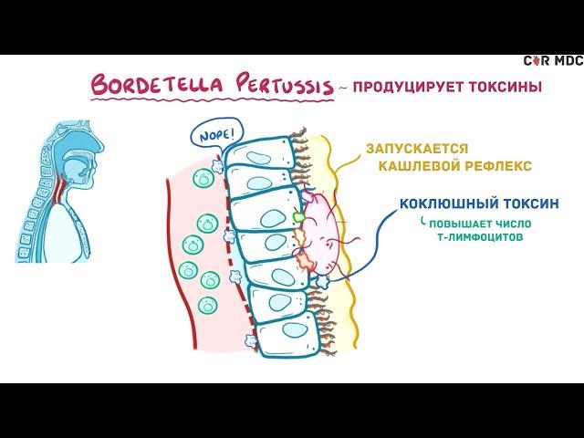 Коклюш можно и нужно предупредить!