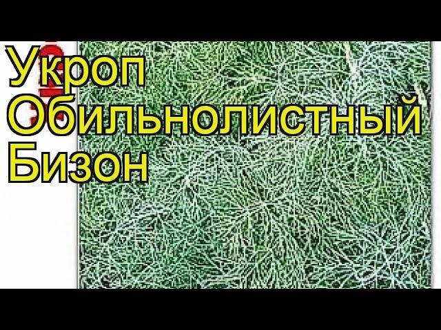 Укроп обильнолистный Бизон. Краткий обзор, описание характеристик, где купить семена anethum Bizon