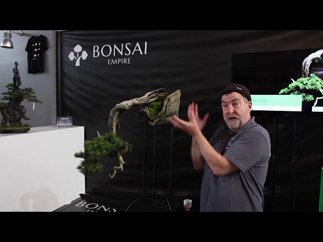 Pine Bonsai care and maintenance, by Tony Tickle