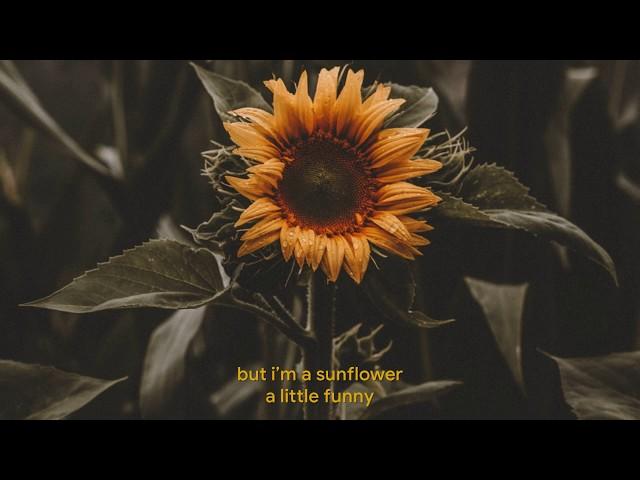 Sunflower - Sierra Burgess (Sierra Burgess Is A Loser) Lyrics