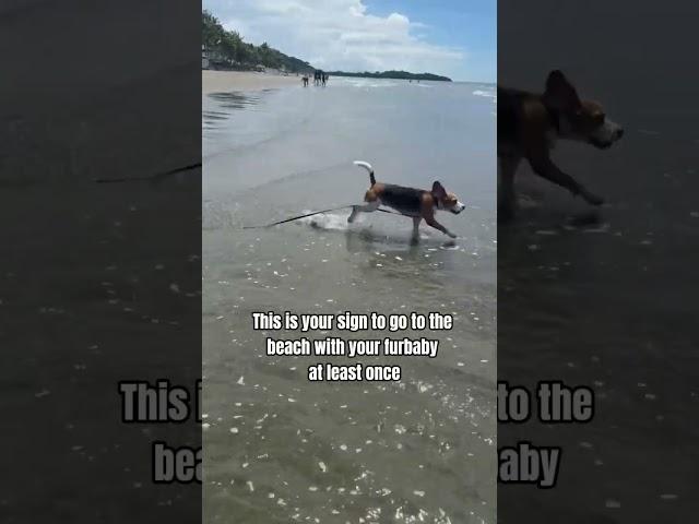 Paws in the sand , nose in the breeze - beach days are the best days! ️ #beagle #beaglecrew #funny