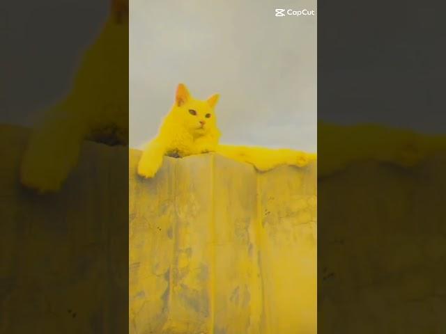 Romeo Shorts  Cute cat  gujjar