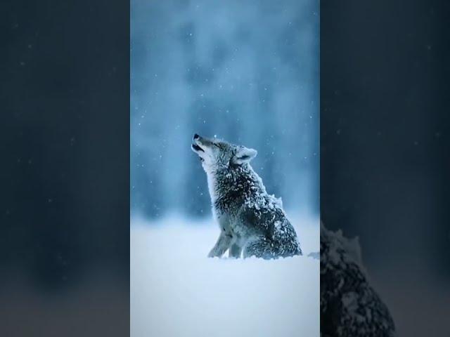 Snow Wolf