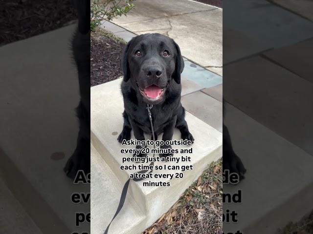 I’ve got beauty and brains #puppy #blacklab #labrador #labradorretriever #dog
