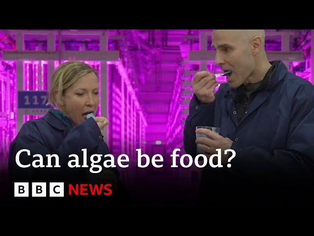 Iceland's vertical farm turning algae into food | BBC News