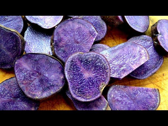 Sigma 3 Survival School  - Living off the Jungle, Wild Foods Tour - Sigma 3 Survival School