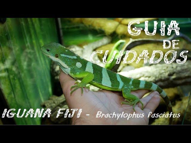 GUIA de CUIDADOS: Iguana Fiji (Brachylophus fasciatus)