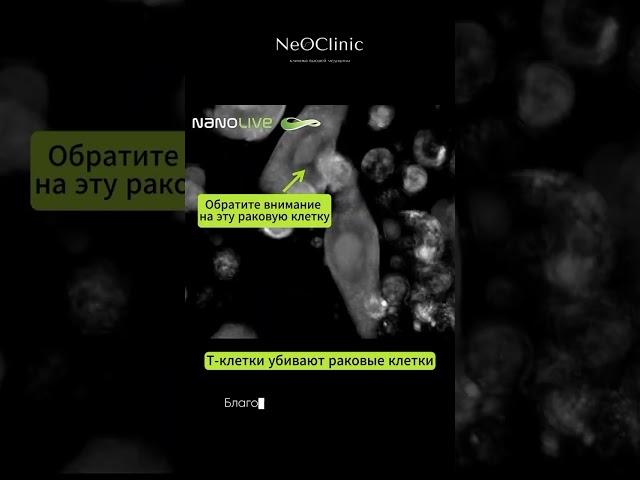  Т-клетки — мощное оружие нашего организма в борьбе с раком!