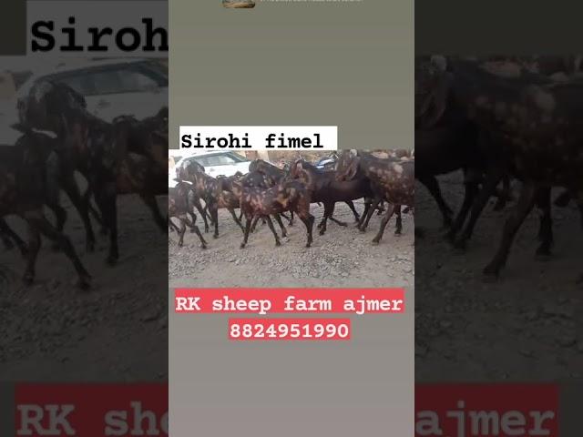 #sirohi goat live weight 55 se 80 kg rk sheep farm ajmer