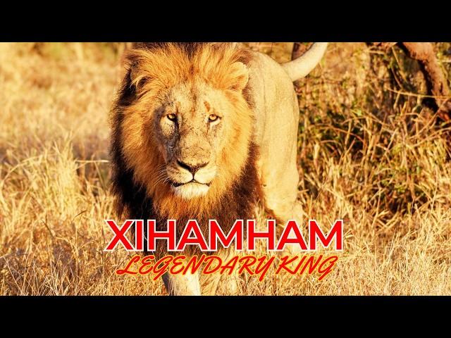 XIHAMHAM (Tribute) | Leyenda del Kruger (Shishangaan Male) #nature #viral #lion #animal