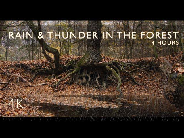 4 hours - "Majestic Roots" | Sounds of Rain and Thunder in the Autumn Forest for Sleep | 4K Video