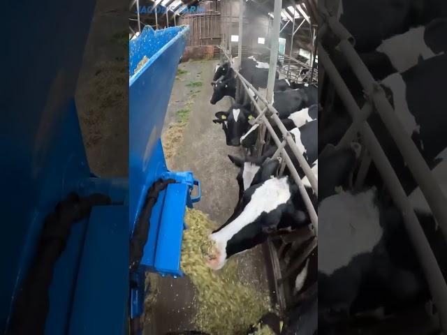 Feeding cows | Auger Bucket AP machinebouw