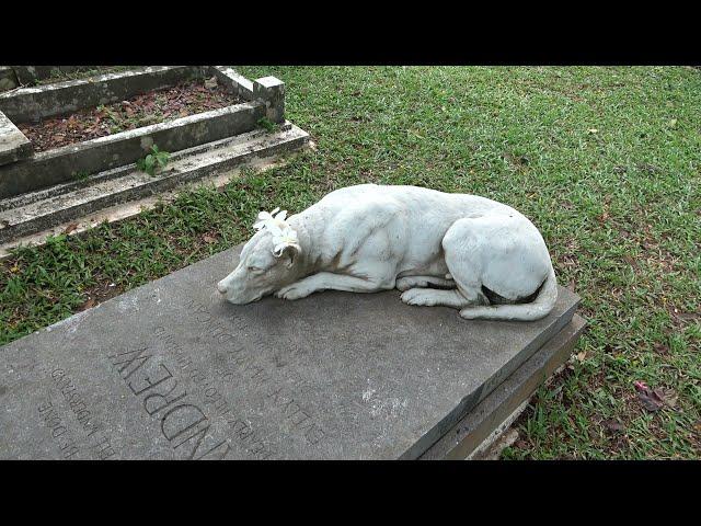 The Romance of the Marble Dog | Western Road Cemetery | Penang | West Malaysia ~ Mahalo_JC