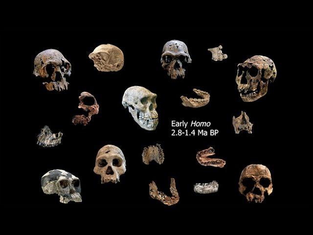 Origins of Genus Homo–Southern Africa and  Origin of Homo; Adaptive Shifts; Energetics and  Ecology