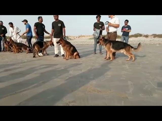 DOG TRAINER KARACHI K9 dog socialize program  CVO Karachi