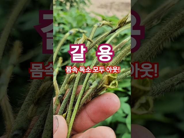 “갈용이 간 해독 끝판왕! 갈용이 먹고 피로 탈출~”#칡순#갈용이