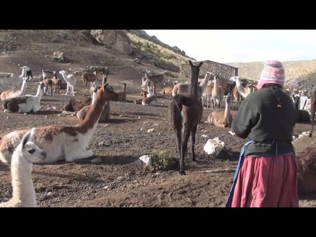 Pastoreo, Camélidos Sudamericanos y Cambio Climático