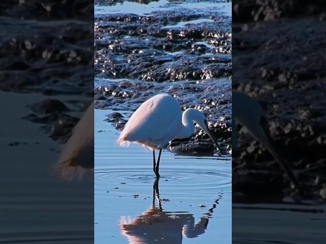 nature | egret | bird | forest | beautiful scenery | relaxing clip | PT 26 | EP 3 | ️️