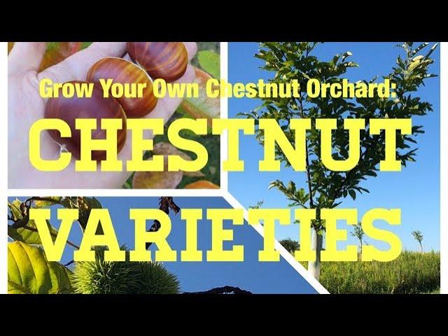 How to Grow a Chestnut Orchard: Part II: Selecting Chestnut Varieties to Grow