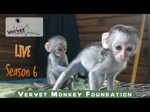 Orphan baby monkey LIVE 11th February 2023 7:30am GMT +2