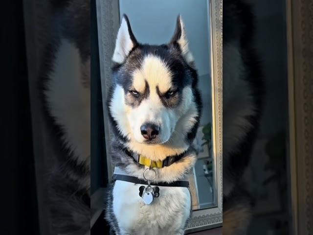 IN The Clurb We All Goofy Goober #husky #dogtalk #funnydog #siberianhusky #pets