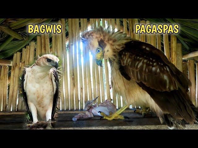 PAGASPAS ANG BAGONG ALAGA NI TATAY EMBOY KINATAYAN AGAD NG MANOK