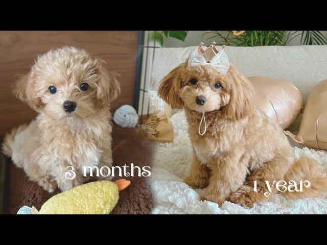 Maltipoo at 3 months to 1 year  | Mocha’s diary 