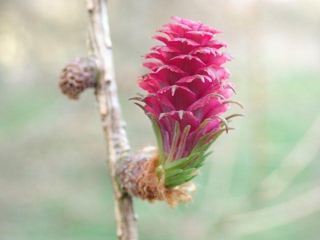 Larch: Larix decidua