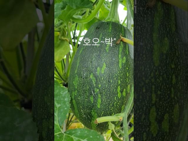 #호박 찾기 #주말농장의 호박 풍년 #호박 송송 썰어 된장찌게 최고