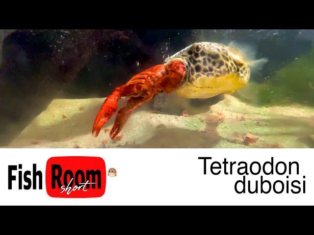 Tetraodon duboisi - Meal Time