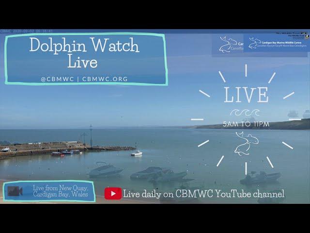 Dolphin Watch Live - brought to you by Cardigan Bay Marine Wildlife Centre (CBMWC)