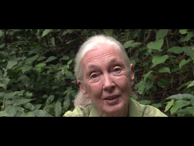 Happy 40th Birthday to the Jane Goodall Institute from Dr. Jane Goodall!